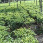 TEA GARDEN FOR SALE-NBPTG-3